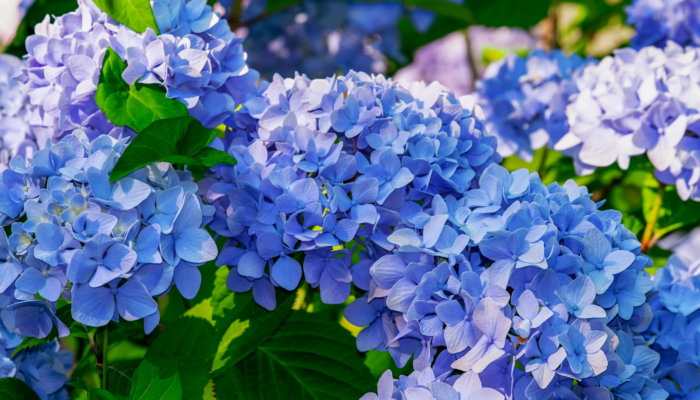 Hydrangeas