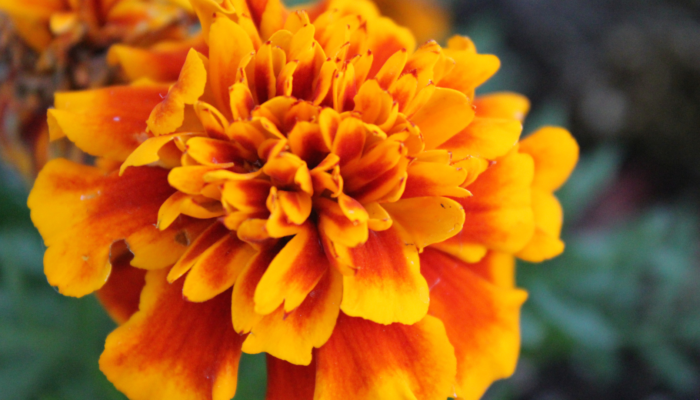 Marigolds