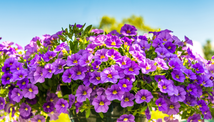 Petunias