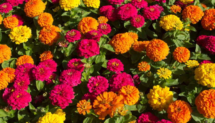 Zinnias