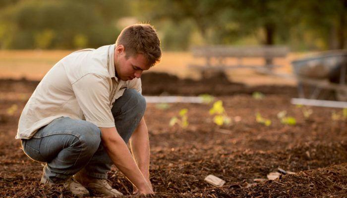 Mulching