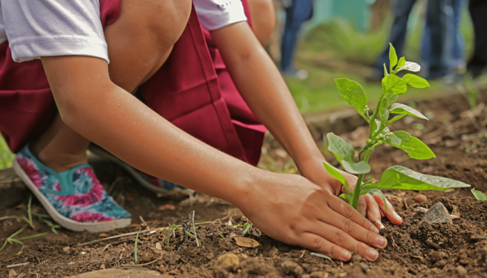 Planting