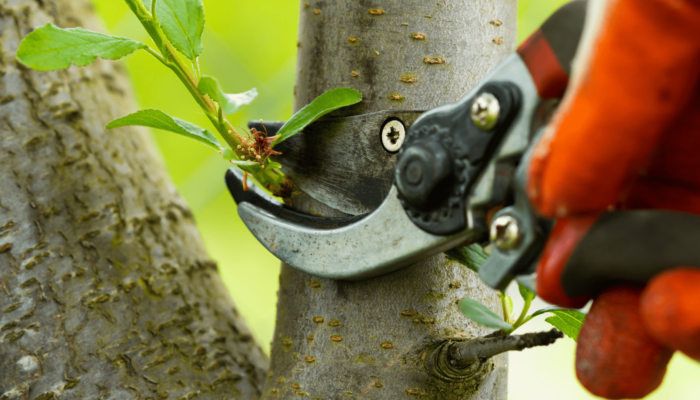 Prune and Trim