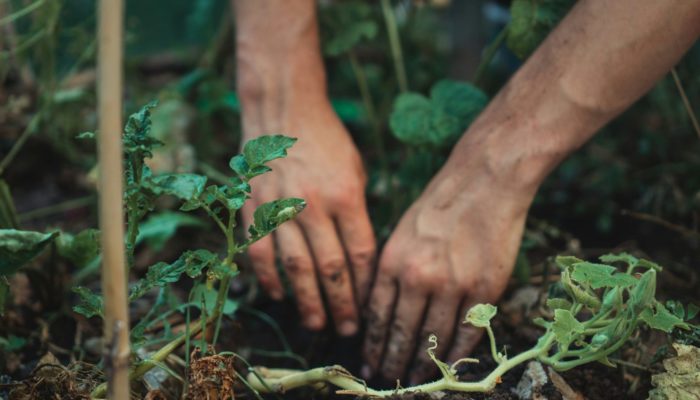 Soil Preparation