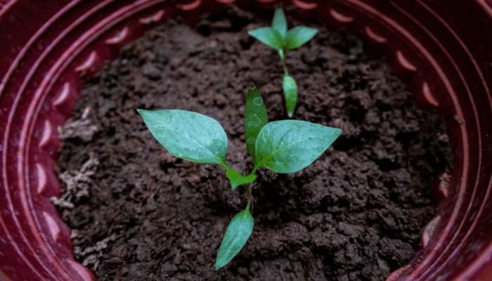 Potted Plant