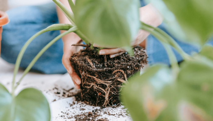 Plant Roots