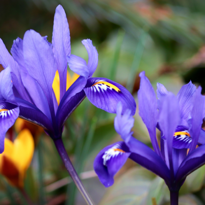 Algerian Iris