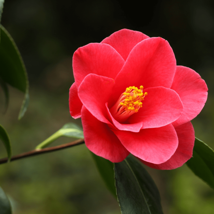 Camellia