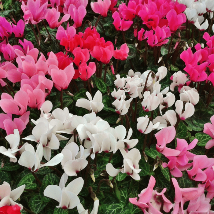 Cyclamen Coum