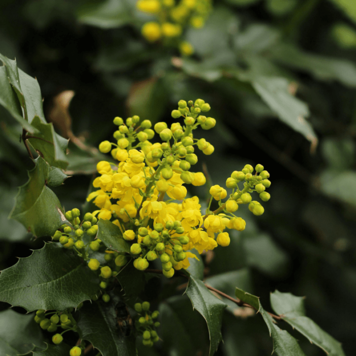 Mahonia