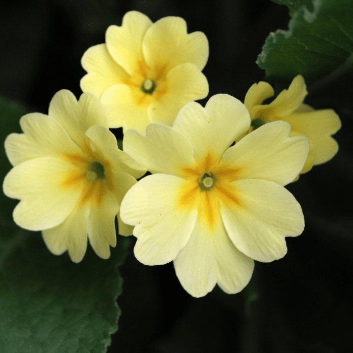 Primrose