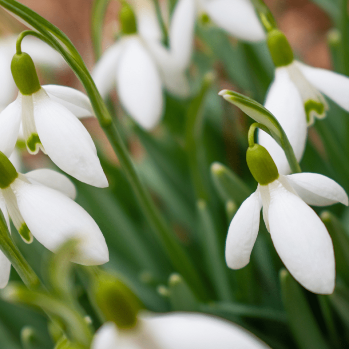 Snowdrops