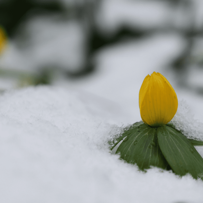 Winter Aconite