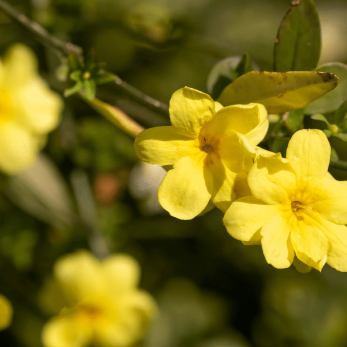 Winter Jasmine