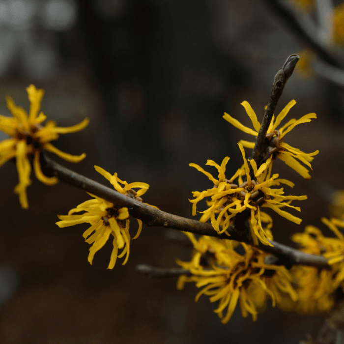 Witch Hazel