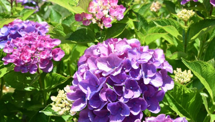 Purple Hydrangea