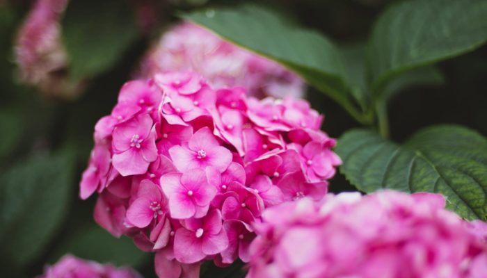 Pink Hydrangea