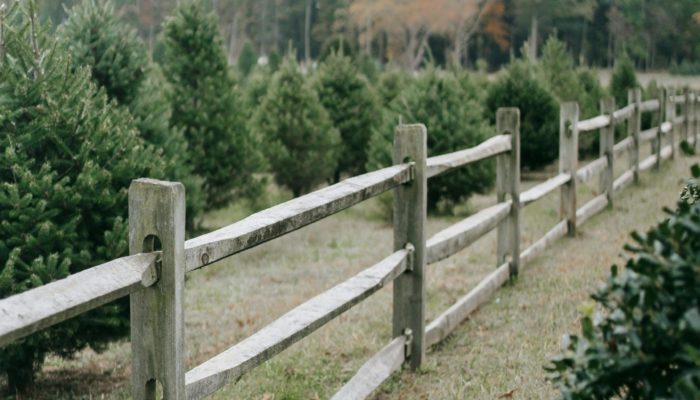 Christmas Tree Farm