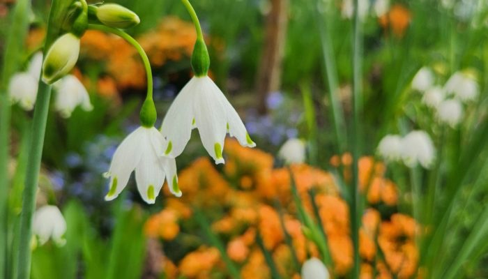 Fairy Garden