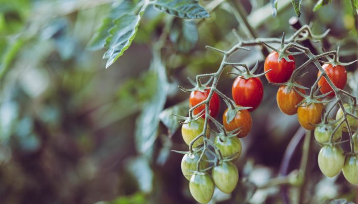 Tomatoes