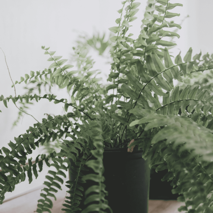 Boston Fern