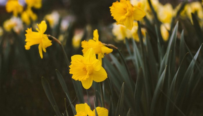 Daffodils