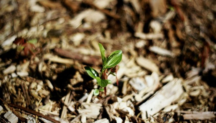 Mulching