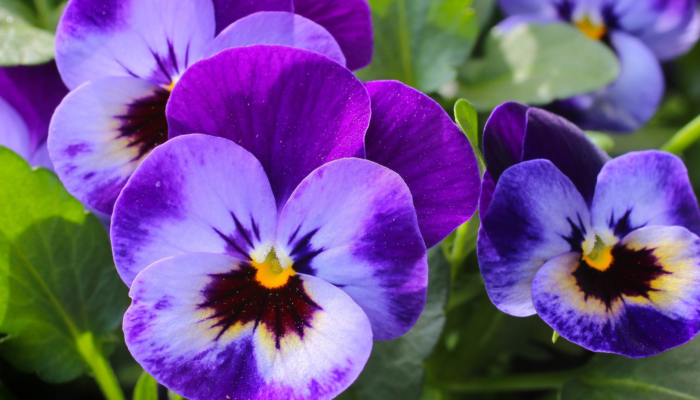 Pansies