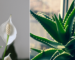 Best Houseplants for Clean Air