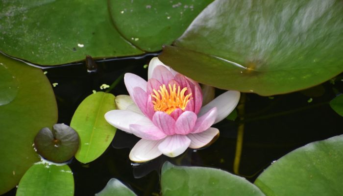 Pond Plants