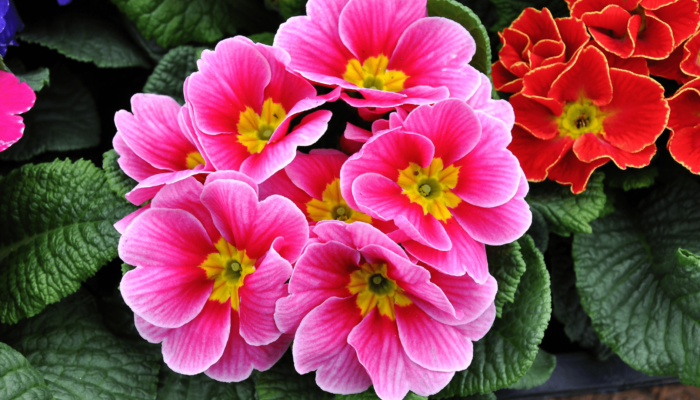 Primroses