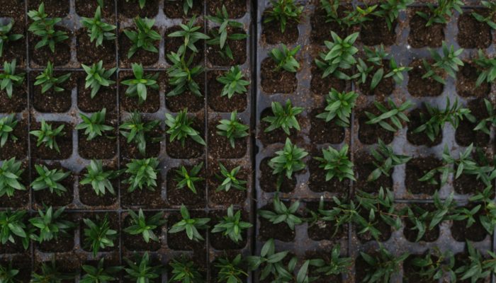 Seed Trays and Propegation