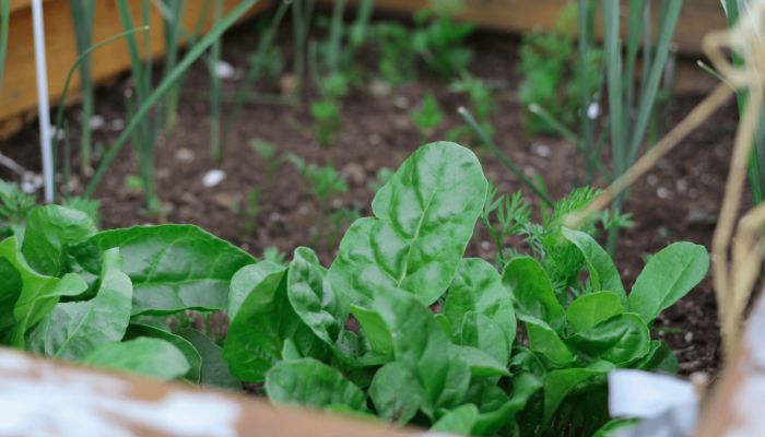 Vegetables to Sow Outdoors