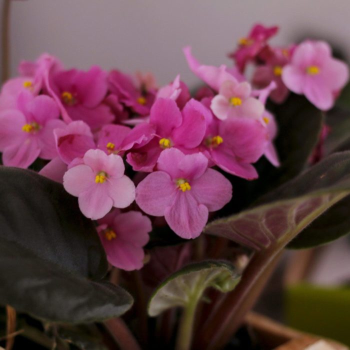 African Violet