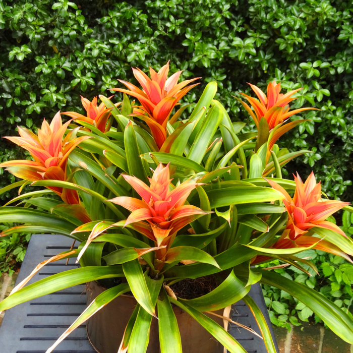 Bromeliads