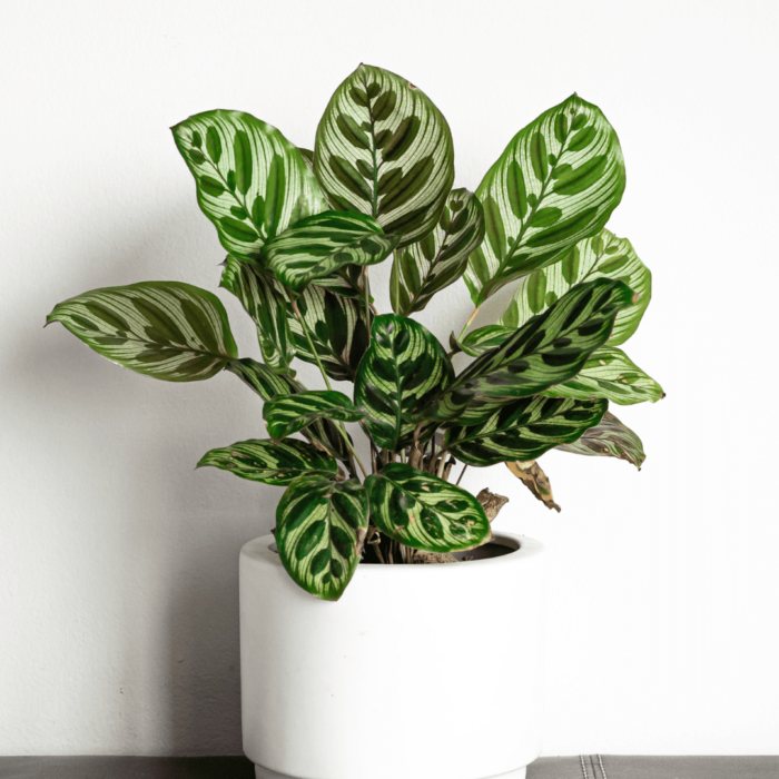 Calatheas