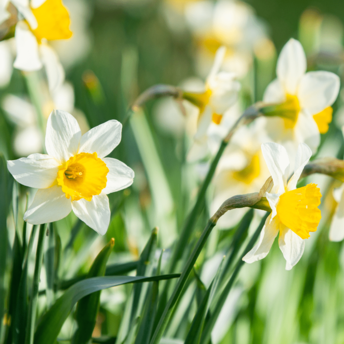 Daffodils