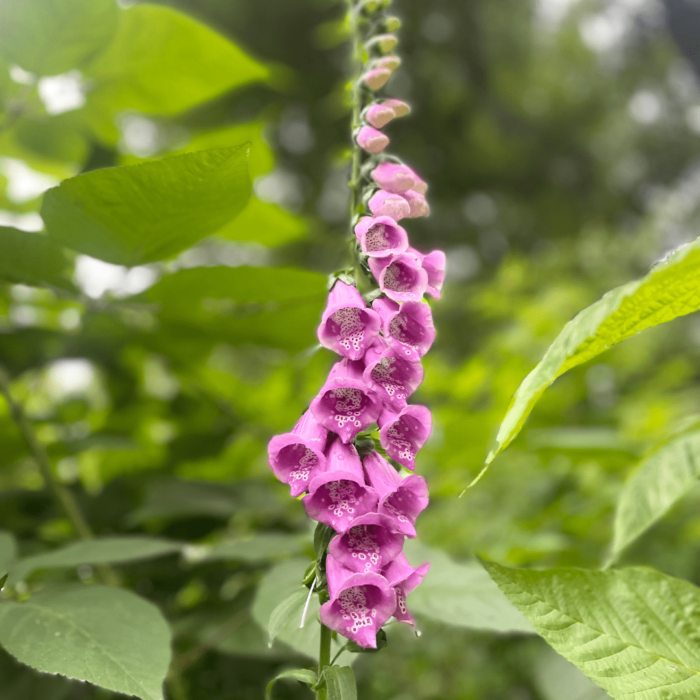 Foxglove