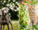 Pet-Friendly Plants: Creating a Safe and Beautiful Home for Your Furry Friends