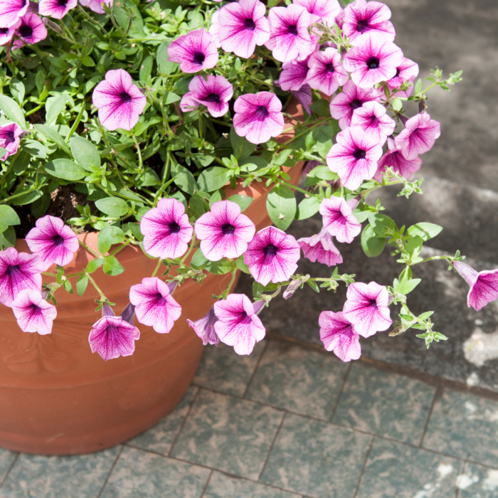 Petunias