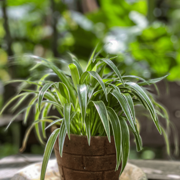 Spider Plant